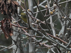 Leiothlypis celata