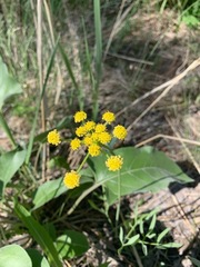 Lomatium triternatum