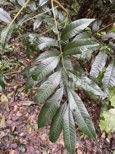 Dysoxylum oppositifolium observed 2023-02-27