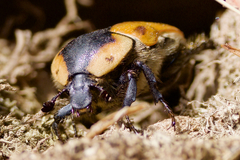 Chondropyga dorsalis