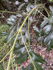 Dysoxylum oppositifolium
