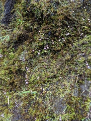 Utricularia striatula