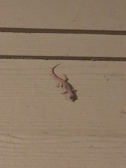 Hemidactylus turcicus