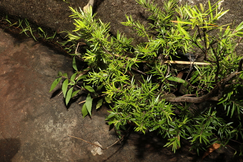 Image of Austromyrtus tenuifolia by (c) Greg Tasney, some rights reserved (CC BY-SA)