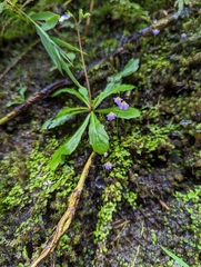 Utricularia striatula