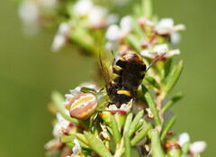 Australomisidia rosea
