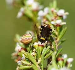 Australomisidia rosea