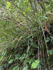 Carex makinoensis