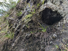 Carex makinoensis
