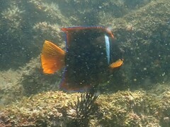 Holacanthus passer