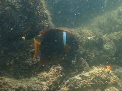 Holacanthus passer