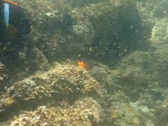 Stegastes flavilatus