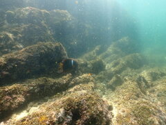 Stegastes flavilatus