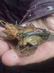 Batrachoseps attenuatus