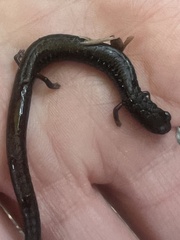 Batrachoseps attenuatus