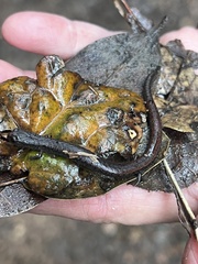 Batrachoseps attenuatus
