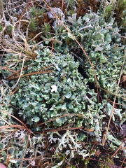 Cladonia turgida