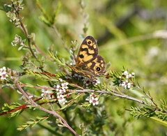 Heteronympha cordace