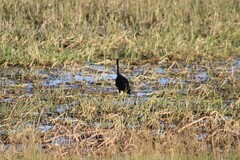 Plegadis chihi