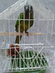 Eupsittula pertinax