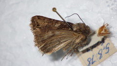 Anarta odontites