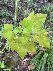 Rubus parviflorus