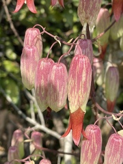 Kalanchoe pinnata