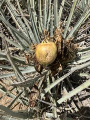 Yucca baccata
