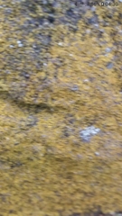 Chrysothrix xanthina