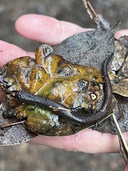 Batrachoseps attenuatus