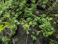 Sedum sekiteiense