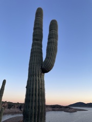 Carnegiea gigantea