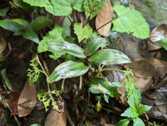 Belosynapsis ciliata