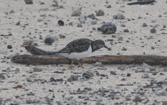 Arenaria interpres