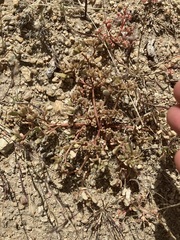 Portulaca halimoides