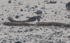 Arenaria interpres