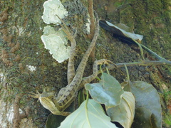 Basiliscus basiliscus