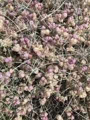 Scutellaria mexicana