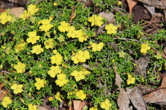 Hibbertia basaltica