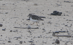 Arenaria interpres