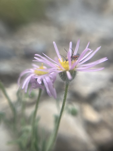 Image of Erigeron concinnus by no rights reserved