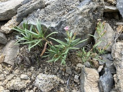 Phlox stansburyi