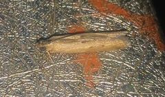 Lepidoptera