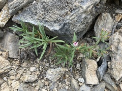 Phlox stansburyi