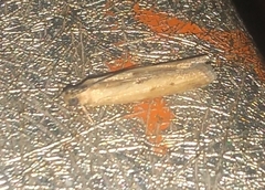 Lepidoptera