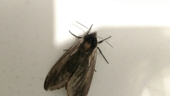 Sphinx drupiferarum