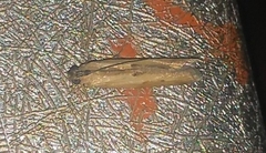 Lepidoptera