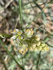 Toxicoscordion paniculatum