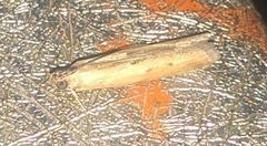 Lepidoptera