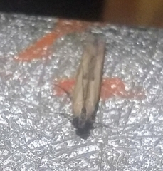 Lepidoptera